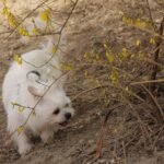 pets, animal, diudiu